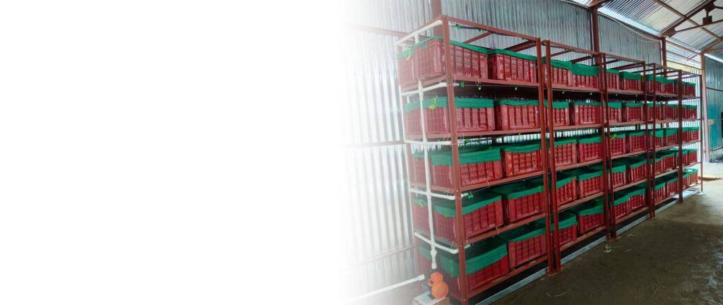 Semi Automatic Crates Curing System